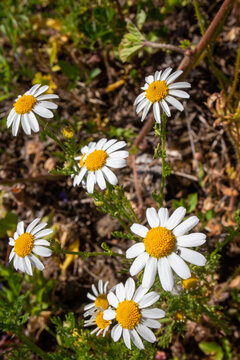 Anthemis cotula flowers - Stinking chamomile - Mayweed