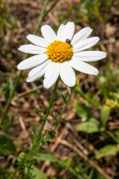 Anthemis cotula flowers - Stinking chamomile - Mayweed