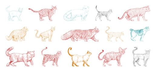 Colorful cat sketches collection © Rawpixel.com
