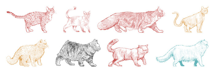 Colorful sketched cats variety element set © Rawpixel.com