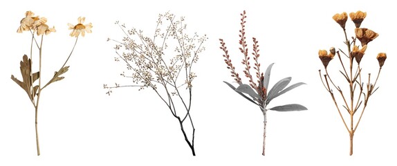 Obraz premium Dried botanical floral arrangement