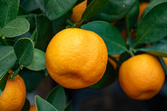 Calamondin Citrus mitis miniature citrus tree producing small, tart-sweet orange fruits with fragrant white flowers. Perfect for indoor gardening, kitchen gardens, ornamental citrus fruit