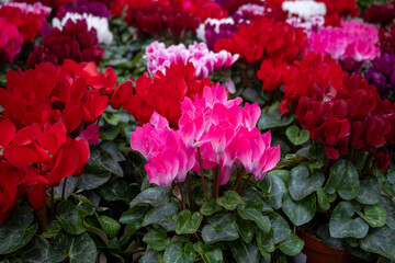Fototapeta premium Cyclamen persicum elegant indoor and outdoor flowering plant with vibrant colors for home decoration, gardening, winter flowers