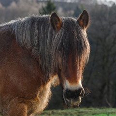 Portrait eines Kaltblutpferdes mit langer Mähne im Sonnenlicht © Gottfried Carls