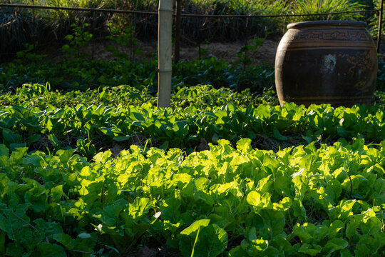 leaves close up mustard greens, also known as leaf mustard or Brassica juncea organic green Butterhead lettuce or Salad vegetable garden on the soil growing,Harvesting Agricultural Farming.