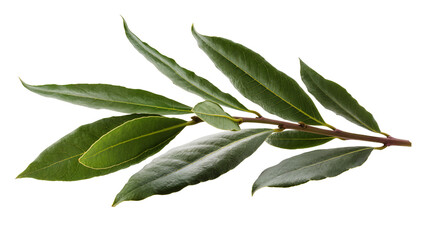 Fresh green bay leaf branch with vibrant leaves, a culinary herb isolated on transparent background, perfect for food and spice designs PNG © Conor