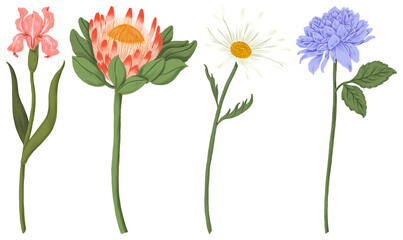 Obraz premium PNG Colorful illustrated floral variety element set on transparent background