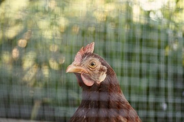 Chicken Hen Profile Portrait with Wire Mesh Fence Bokeh - Green Background Copy Space © Karen Images