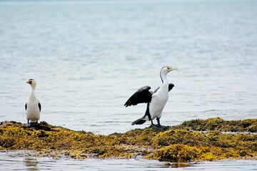 Fototapeta premium Pied cormorant (phalacrocorax varius) spread wings to dry, as little pied cormorant (microcarbo melanoleucos) watches, on exposed reef at low tide, Phillip Island, Victoria, Australia