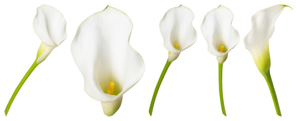 Obraz premium PNG Elegant white calla lilies arrangement element set on transparent background