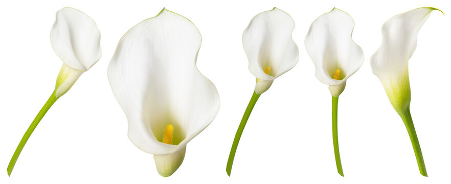 PNG Elegant white calla lilies arrangement element set on transparent background