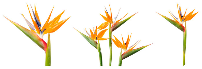 Obraz premium PNG Vibrant tropical bird-of-paradise flowers element set on transparent background