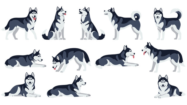 Large collection of siberian husky dogs in various natural poses including standing sitting lying down and playing.