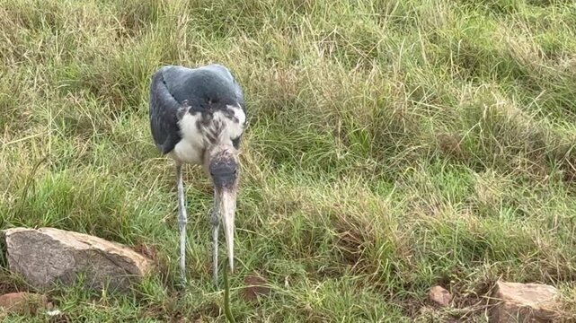 Marabou stork also known as an undertaker bird in the wild catching and squeezing the life out of a snake 