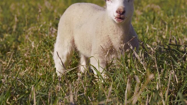 East Friesian (Milchschaf) lamb eating and playing on the grass.