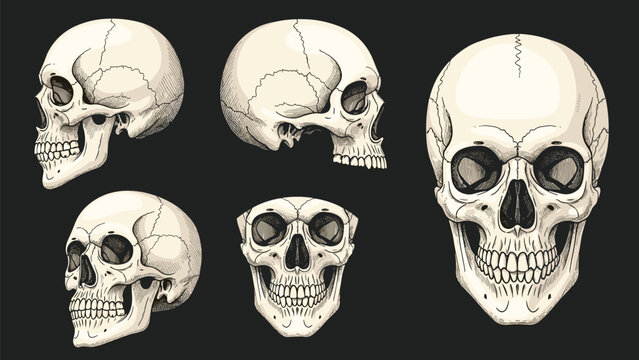 Human skull illustrations showing different perspectives including front, side, and profile views on a black background.