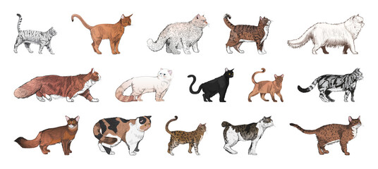 Obraz premium PNG Diverse illustrated cat breeds collection on transparent background