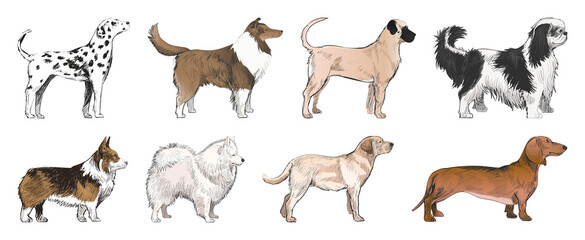 Obraz premium PNG Illustrated diverse dog breeds collection on transparent background