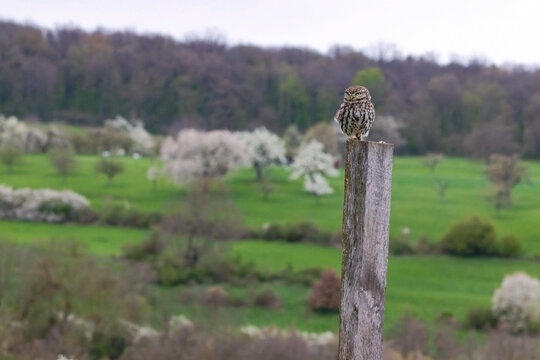 Steinkauz (Athene noctua)
