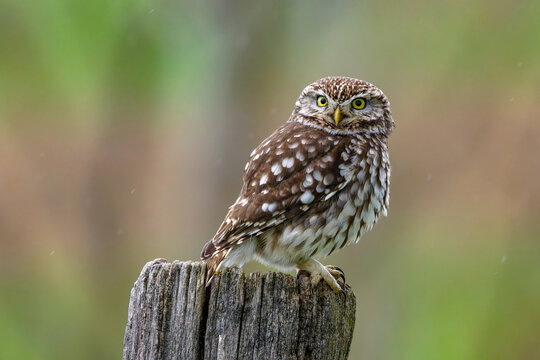 Steinkauz (Athene noctua)