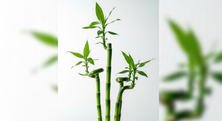 Naklejka premium Lucky Bamboo Stalks A Symbol of Prosperity and Good Fortune.
