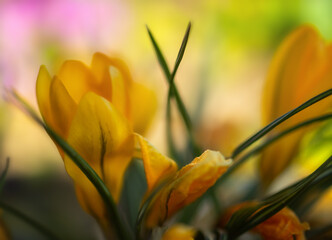 Fototapeta premium Close-up of yellow flowers growing at garden 