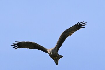 Fototapeta premium Black Kite, Milvus migrans, in flight against a blue sky, a bird of prey in its natural habitat