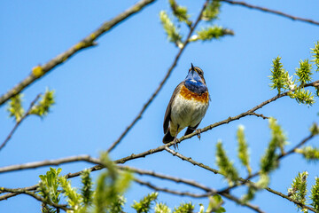 Fototapeta premium Weißsterniges Blaukehlchen (Luscinia svecica) Männchen
