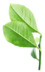 Obraz premium Fresh green leaves of citrus plant isolated on white