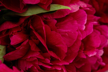 Lush bouquet of deep red peonies on a white background. © TVIT