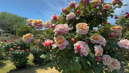 Photo of beautiful pink white rose flowers in 
nature in sunny botanical garden. Buds of flowering...