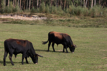Region Teutoburger Wald