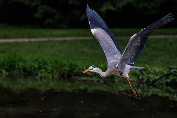 Nilgans (Alopochen aegyptiacus) badender Jungvogel