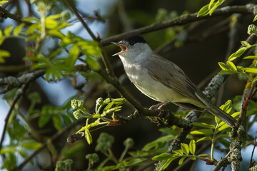 Fototapeta premium Mönchsgrasmücke (Sylvia atricapilla) Männchen