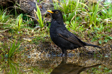 Obraz premium Amsel (Turdus merula) Männchen
