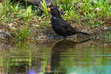 Obraz premium Amsel (Turdus merula) Männchen