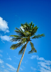 Fototapeta premium palmera y viento