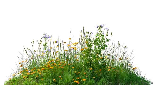 Isolated wildflower patch, lush summer meadow blooms, tall grass plants, scenic herbal groundcover