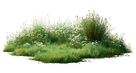 Isolated wildflower patch, lush summer meadow blooms, tall grass plants, scenic herbal groundcover © MARUF Ahmed