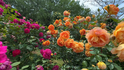 Photo of beautiful yellow pink rose flowers in 
nature in sunny botanical garden. Buds of flowering...