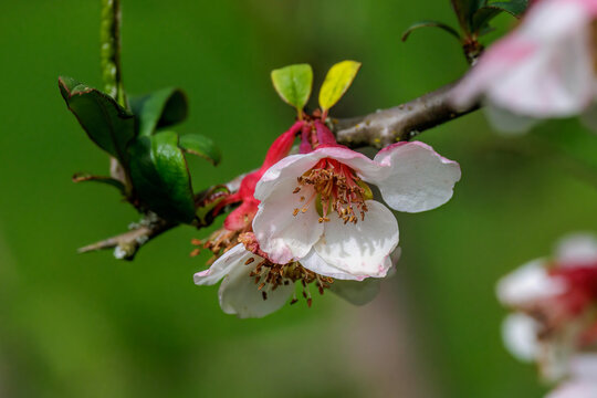 Cathaya-Scheinquitte