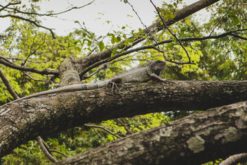 A large iguana rests on a thick tree branch surrounded by lush tropical greenery. The reptile blends into the forest environment while basking quietly among leaves and branches in a natural jungle