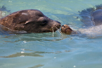 Obraz premium Seelöwe schwimmt mit seinem Nachkommen.