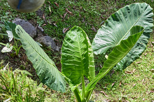 Tropisches Elefantenohr (Alocasia) mit gro&szlig;en gr&uuml;nen Bl&auml;ttern.