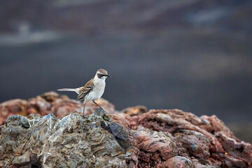 Galapagos-Spottdrossel steht auf einem Lavagestein