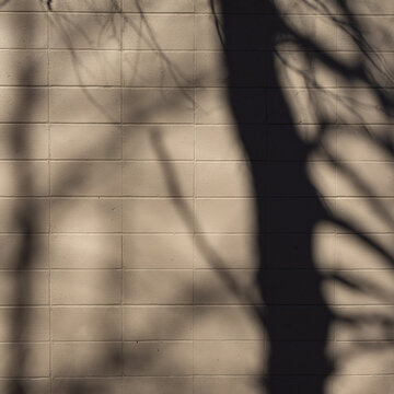 Tree shadow on painted cinder block wall