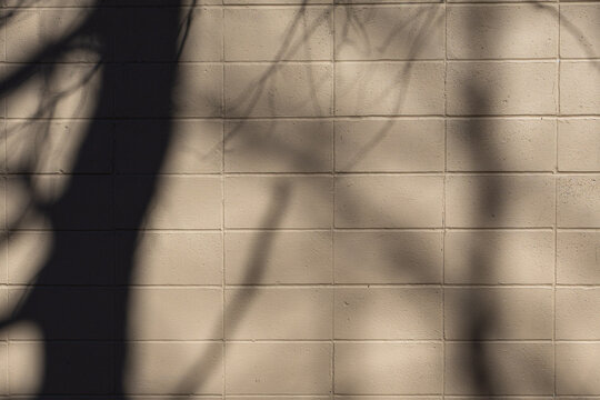 Tree shadows on painted cinder block wall