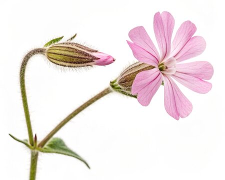 Campion Flower &ndash; Pink campion delicate five-petaled bloom with slender stem, isolated on white background
