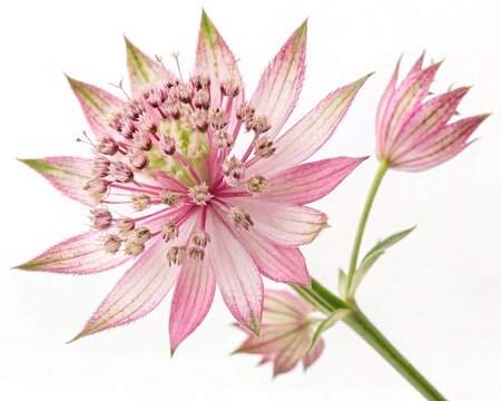 Astrantia &ndash; Pink astrantia star-shaped bracts surrounding tiny blossoms, isolated on white background.