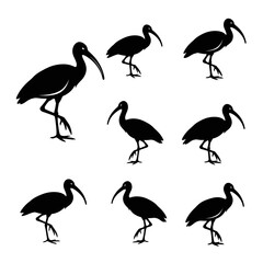 Obraz premium Black Ibis Bird Silhouettes Collection, Walking, Standing, Isolated